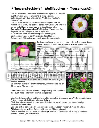 Steckbrief-Maßliebchen.pdf